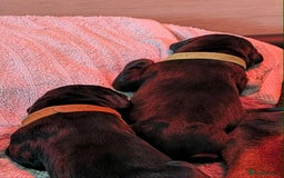 Dobermann dogs for sale: #ShadowdairDobermans #Pregnancy#DobermanLove - Image 17