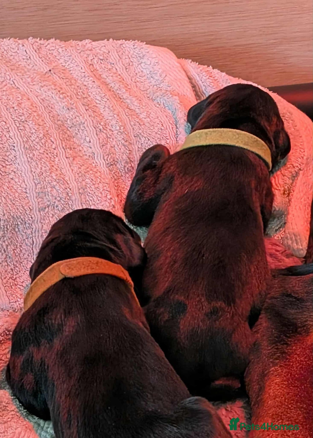 Dobermann dogs for sale: #ShadowdairDobermans #Pregnancy#DobermanLove - Image 17