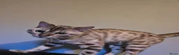 Bengal cats for sale: Bengal - Advert 2
