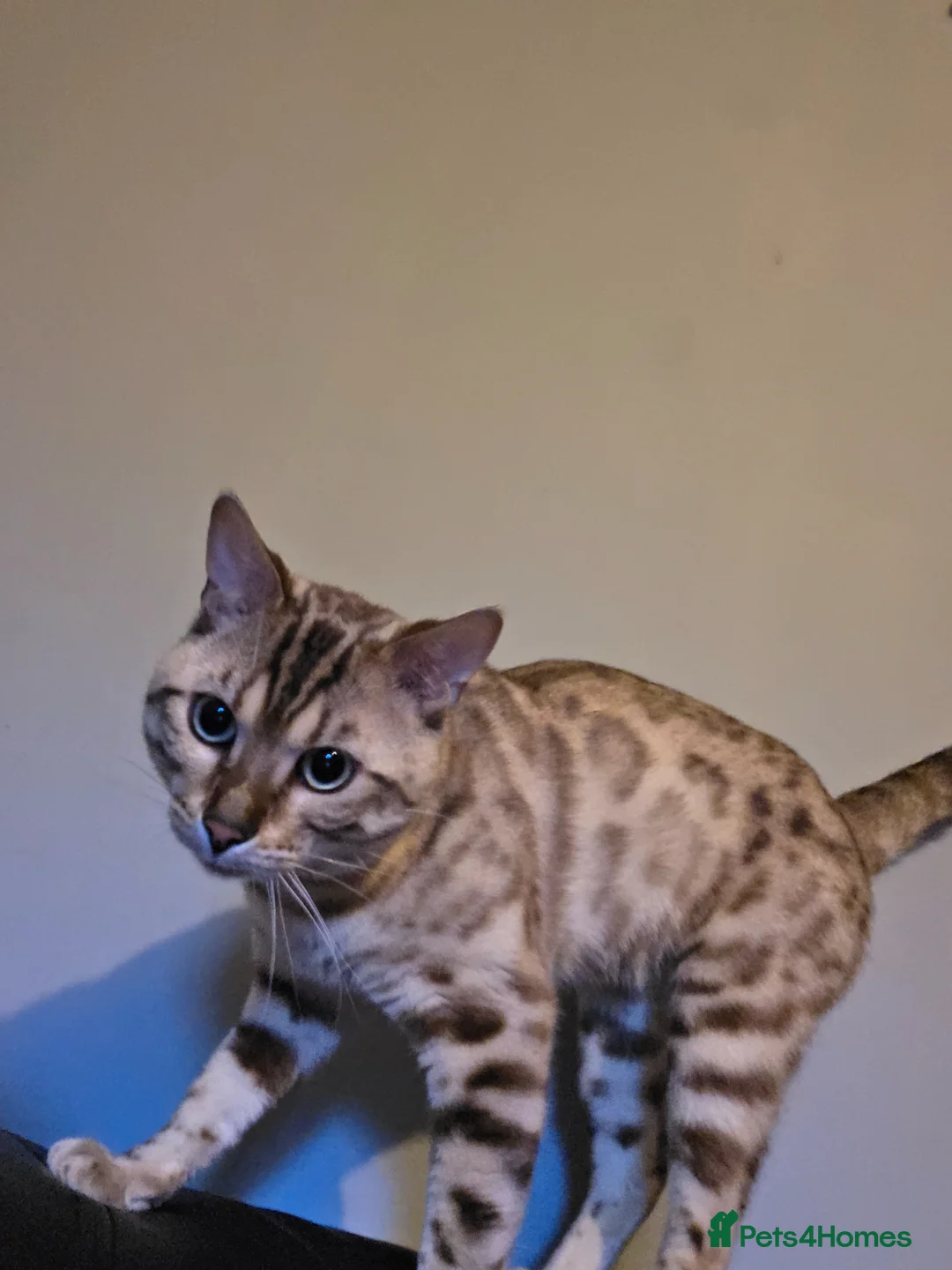 Bengal cats for sale: Bengal - Advert 2