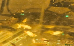Cichlids fish for sale: Hybrid baby Malawi Cichlids  - Image 2