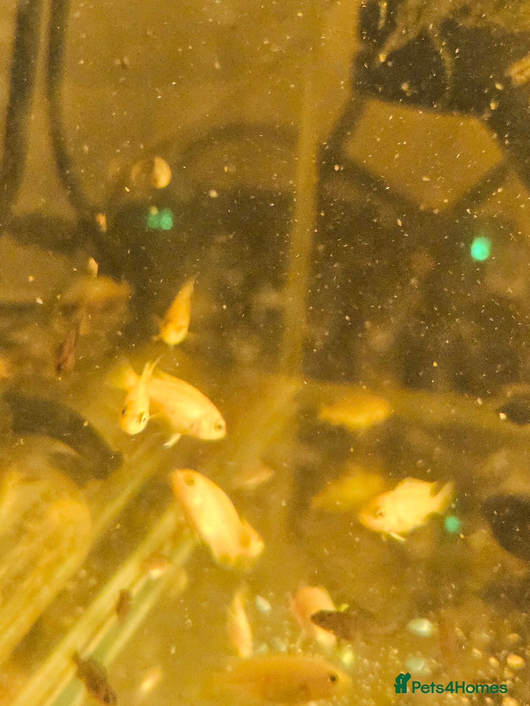 Cichlids fish for sale: Hybrid baby Malawi Cichlids  - Image 2