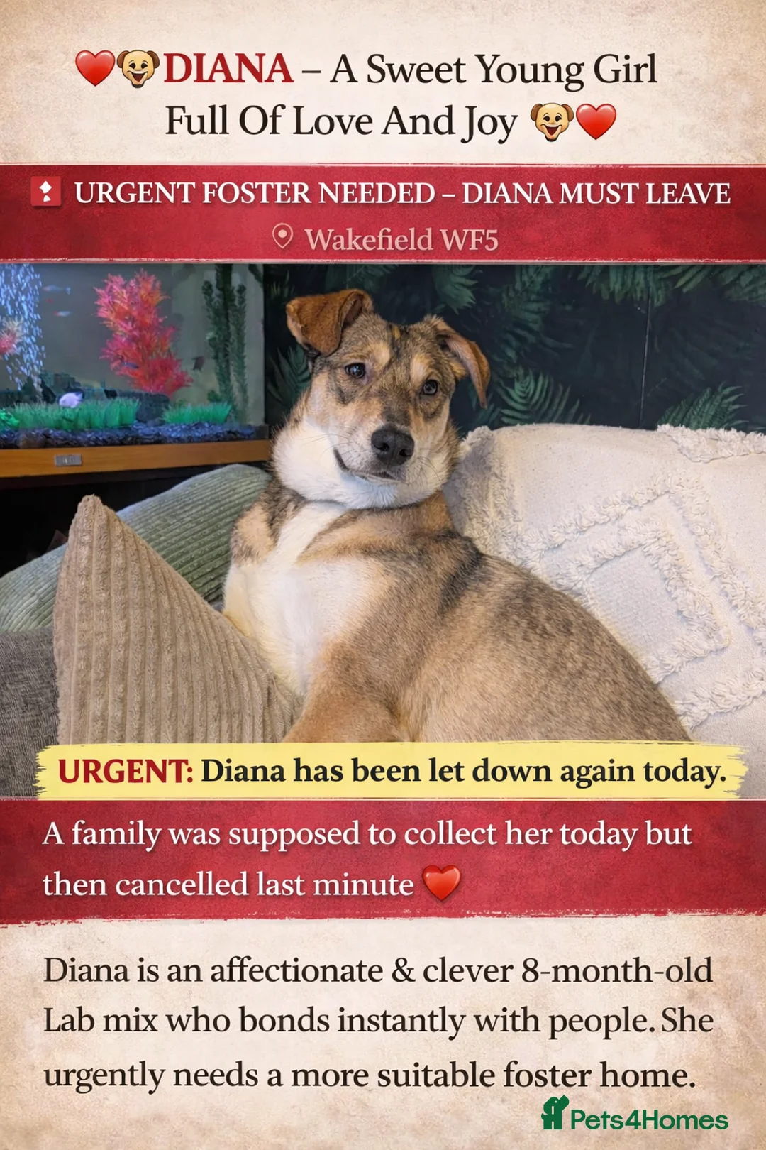 Mixed Breed dogs for adoption: URGENT:❤️DIANA❤️Social Loving 8 month old girl - Advert 1