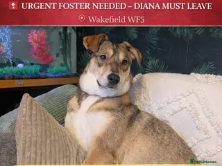Mixed Breed dogs URGENT:❤️DIANA❤️Social Loving 8 month old girl - Advert 1
