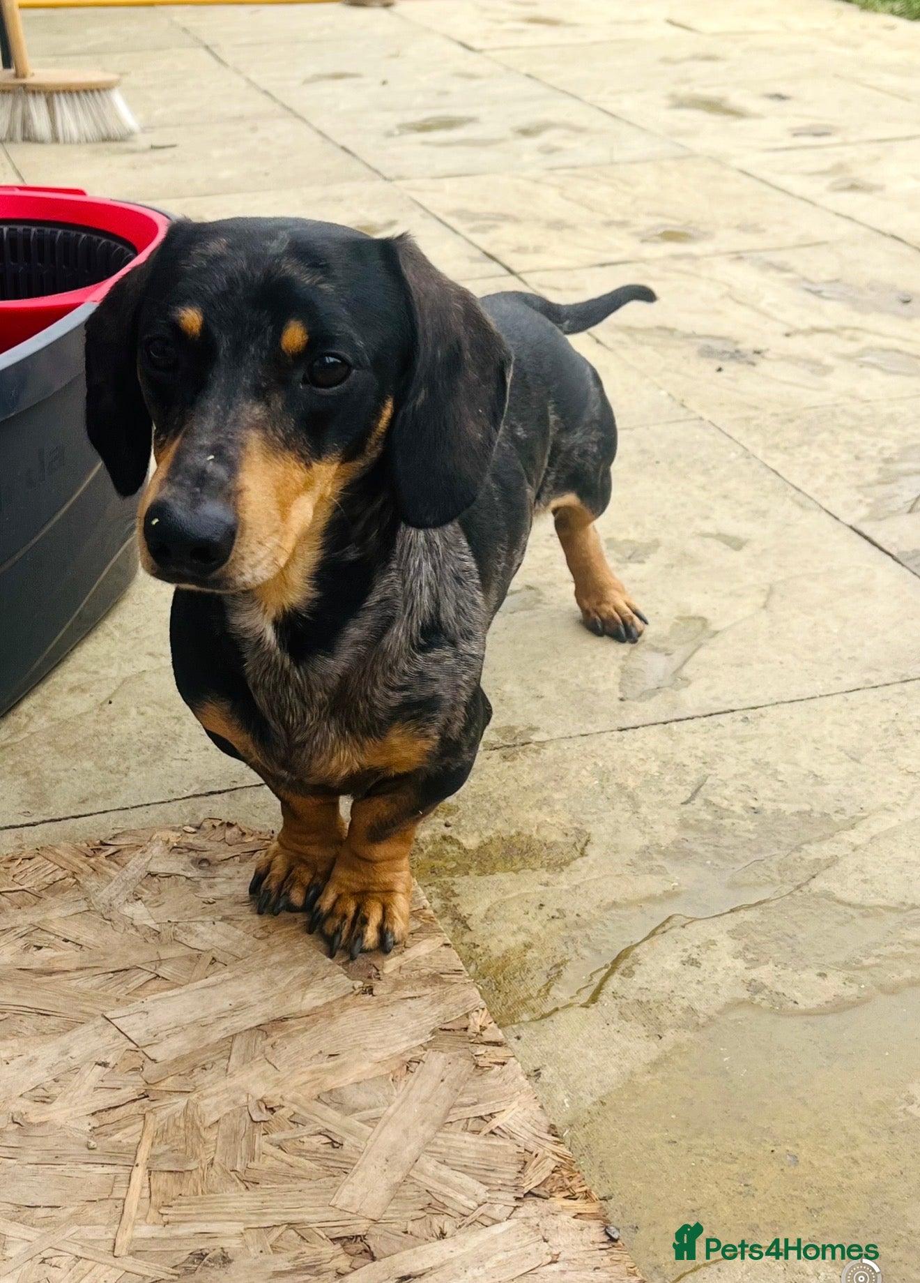 Mixed Breed dogs Beautiful F1 dockerpuppy 1 girl left - Advert 2