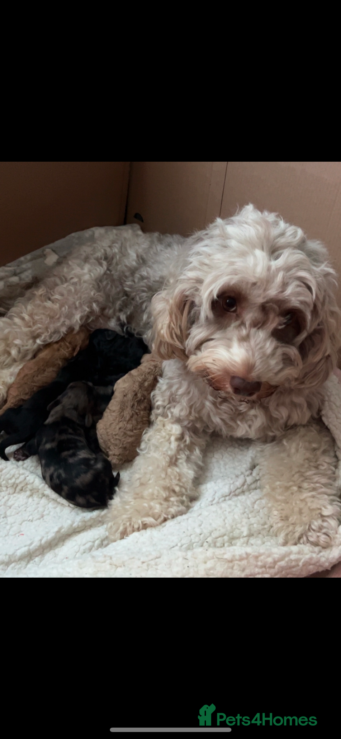 Cockapoo dogs Beautiful cockapoo puppies for sale  - Advert 1