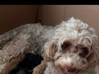 Cockapoo dogs Beautiful cockapoo puppies for sale - Advert 1