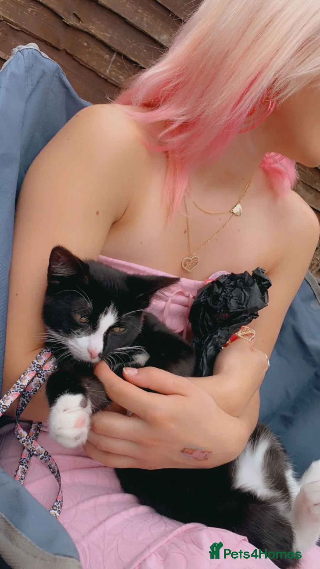 Mixed Breed cats for sale: Tuxedo black and white cat - Advert 4