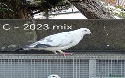 Pigeons birds for sale: Top Racers - Image 15