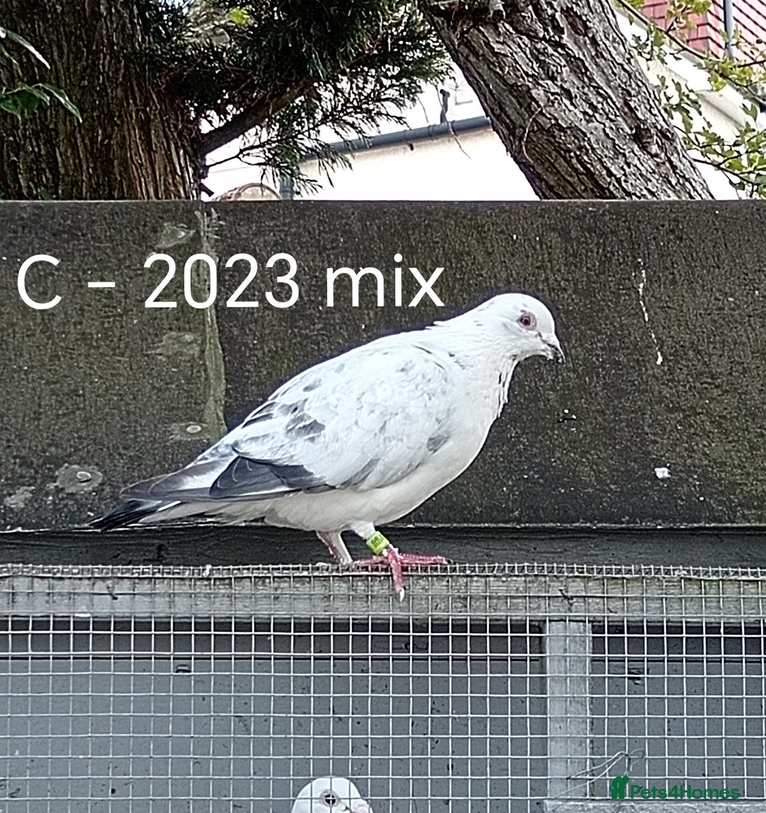 Pigeons birds for sale: Top Racers - Image 15