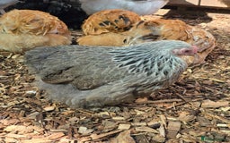 Chickens poultry for sale: Pekin Bantam pullets POL - Image 2