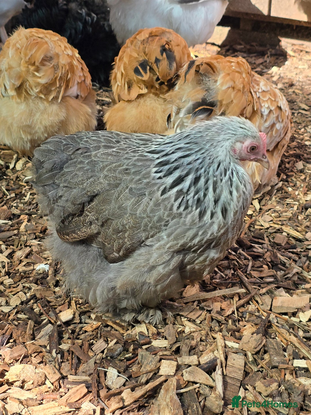 Chickens poultry for sale: Pekin Bantam pullets POL - Image 2