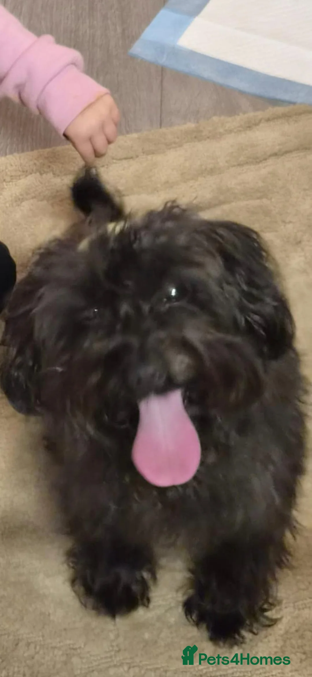 Cockapoo dogs for sale: 11m toy cockapoo in Lanark - Advert 1