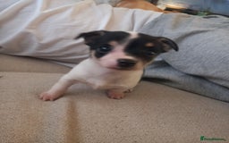 Jack Russell dogs for sale: 2 beautiful Jack Russell puppys - Image 12