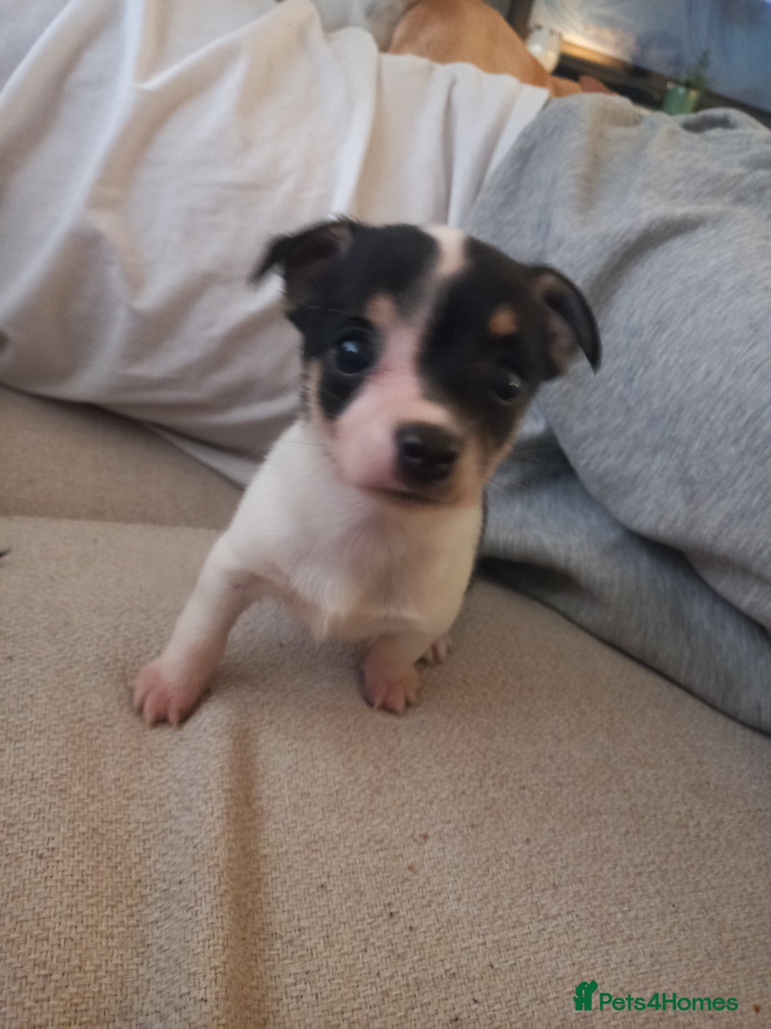 Jack Russell dogs for sale: 2 beautiful Jack Russell puppys - Image 12
