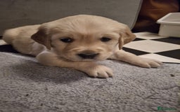 Golden Retriever dogs for sale: Beautiful golden retriever puppies - Image 8