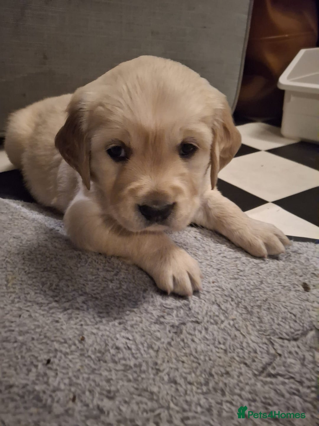 Golden Retriever dogs for sale: Beautiful golden retriever puppies - Image 8