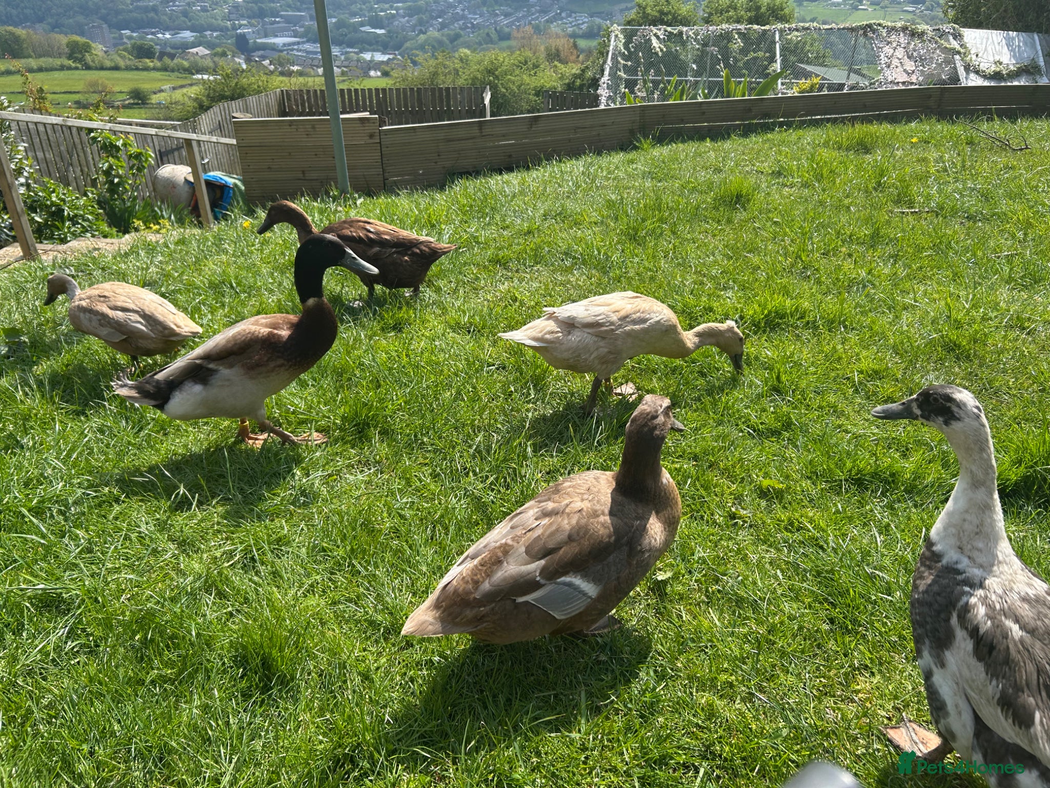 Ducks poultry Indian runner and khaki camble mixed  - Advert 2