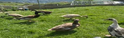 Ducks poultry for sale: Indian runner and khaki camble mixed  - Advert 2