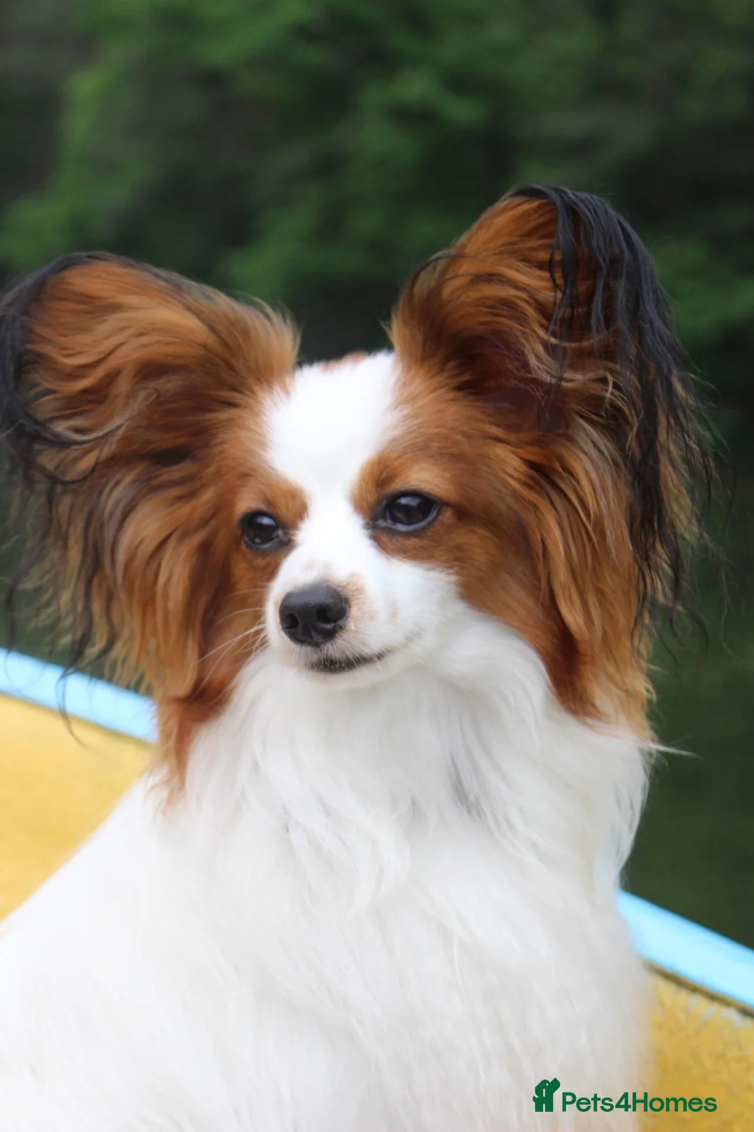 Papillon dogs for stud: ♥STUD♥ Papillon in Kettering - Advert 2