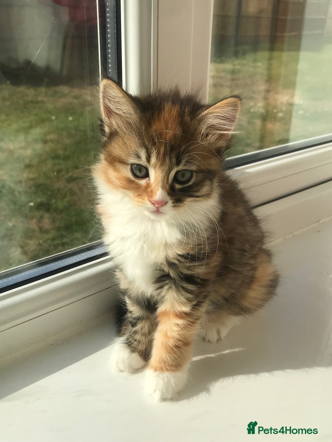 Egyptian Mau cats for sale: Adorable Calico Kitten Seeking Forever Home - Image 5