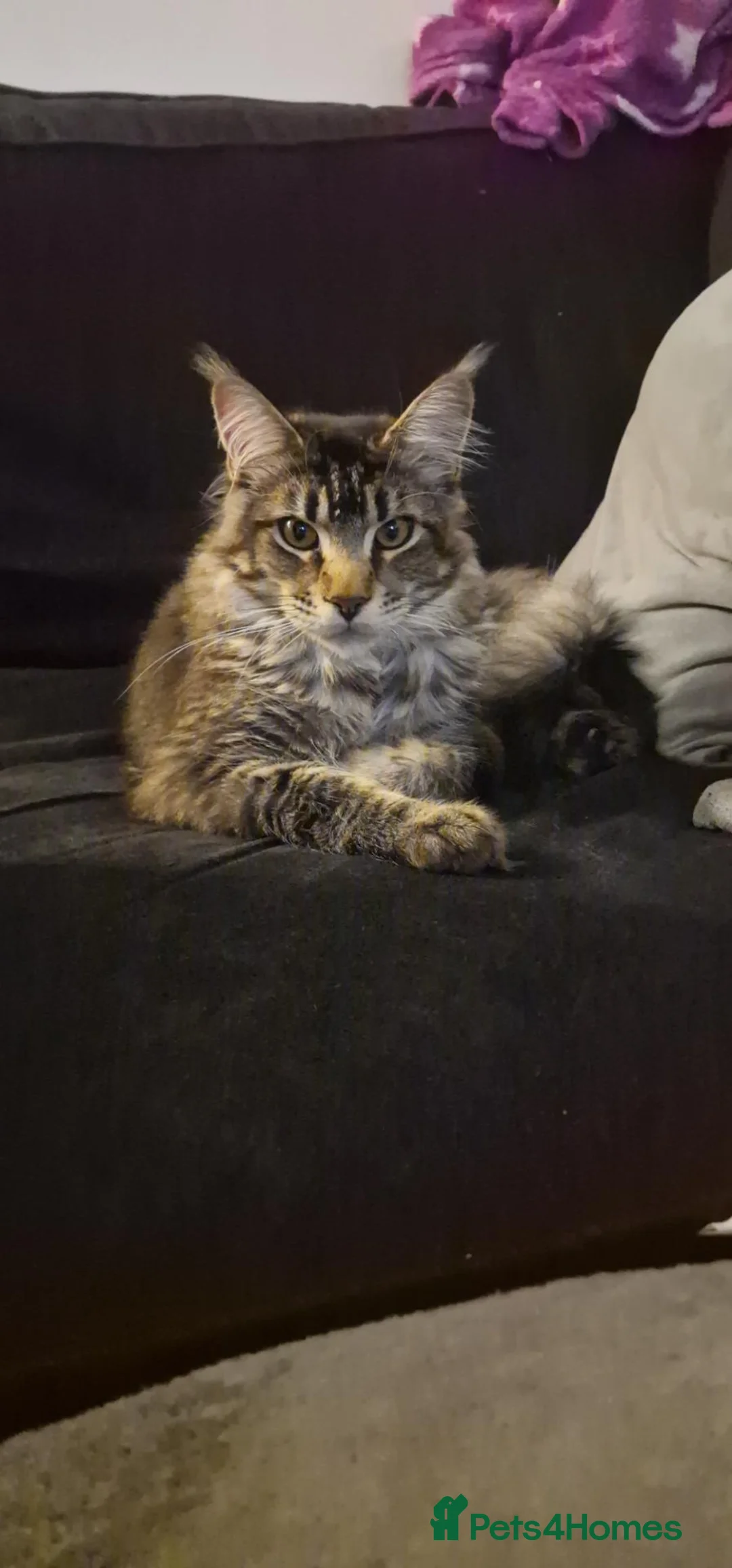 Maine Coon cats for sale: Maine coon boy kitten - Advert 2