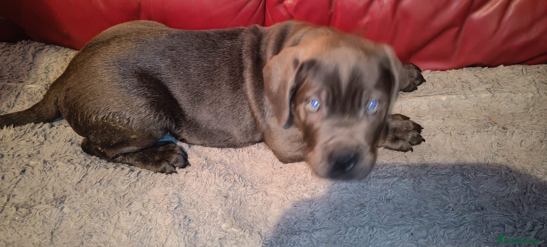 Cane Corso dogs for sale: 100 percent cane corsos puppys - Image 5