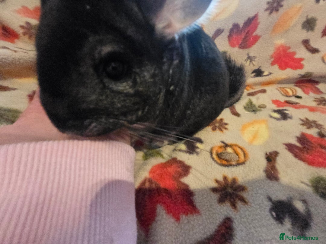 Chinchilla rodents for sale: Black pearl Carriers - Image 26