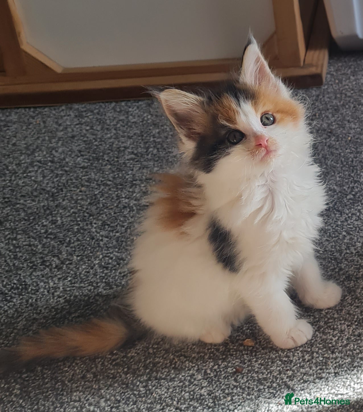 Maine Coon cats Gorgeous Mainecoons available  - Advert 15