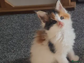 Maine Coon cats Gorgeous Mainecoons available - Advert 15