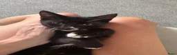 Mixed Breed cats for sale: Tuxedo short haired girls  - Advert 4