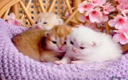Scottish Fold cats for sale: Show Quality Scottish Kittens - Advert 7