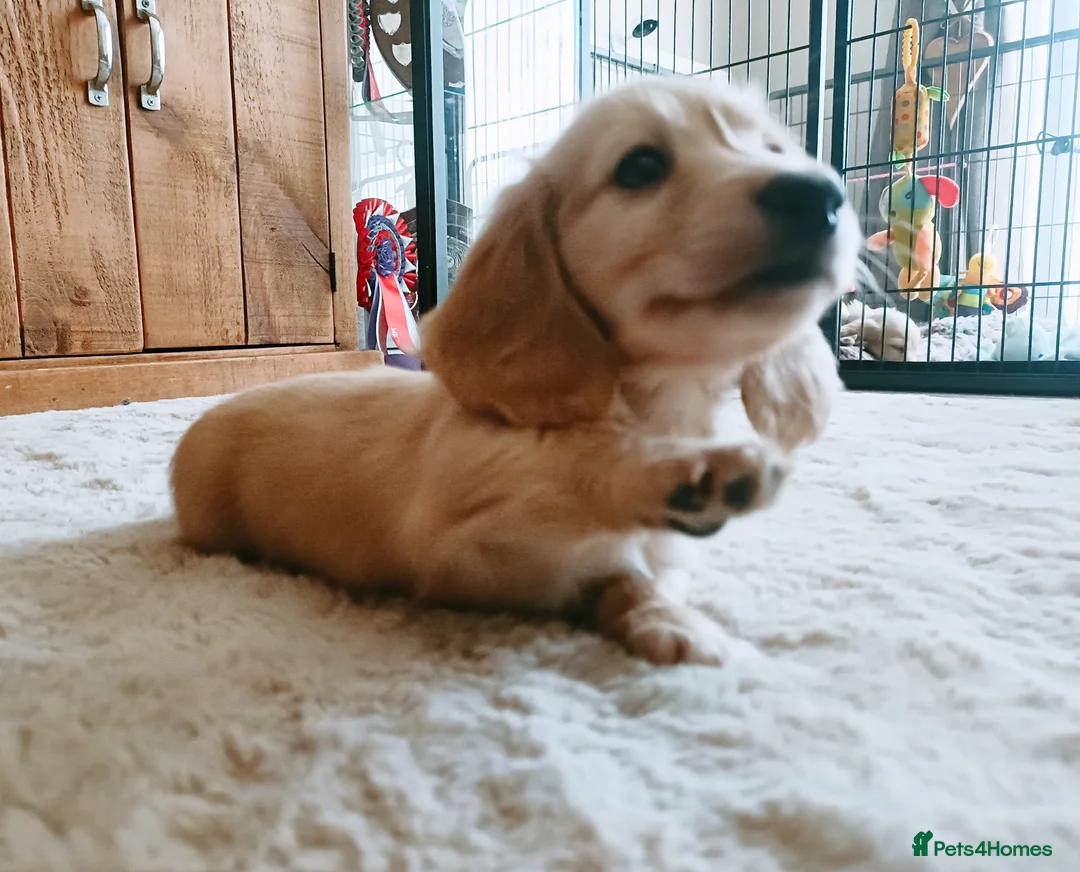 Miniature Dachshund dogs for sale: Home reared Kc registered family home - Advert 2