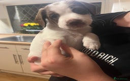 Mixed Breed dogs for sale: Jack x cocker puppies two female available  - Image 1