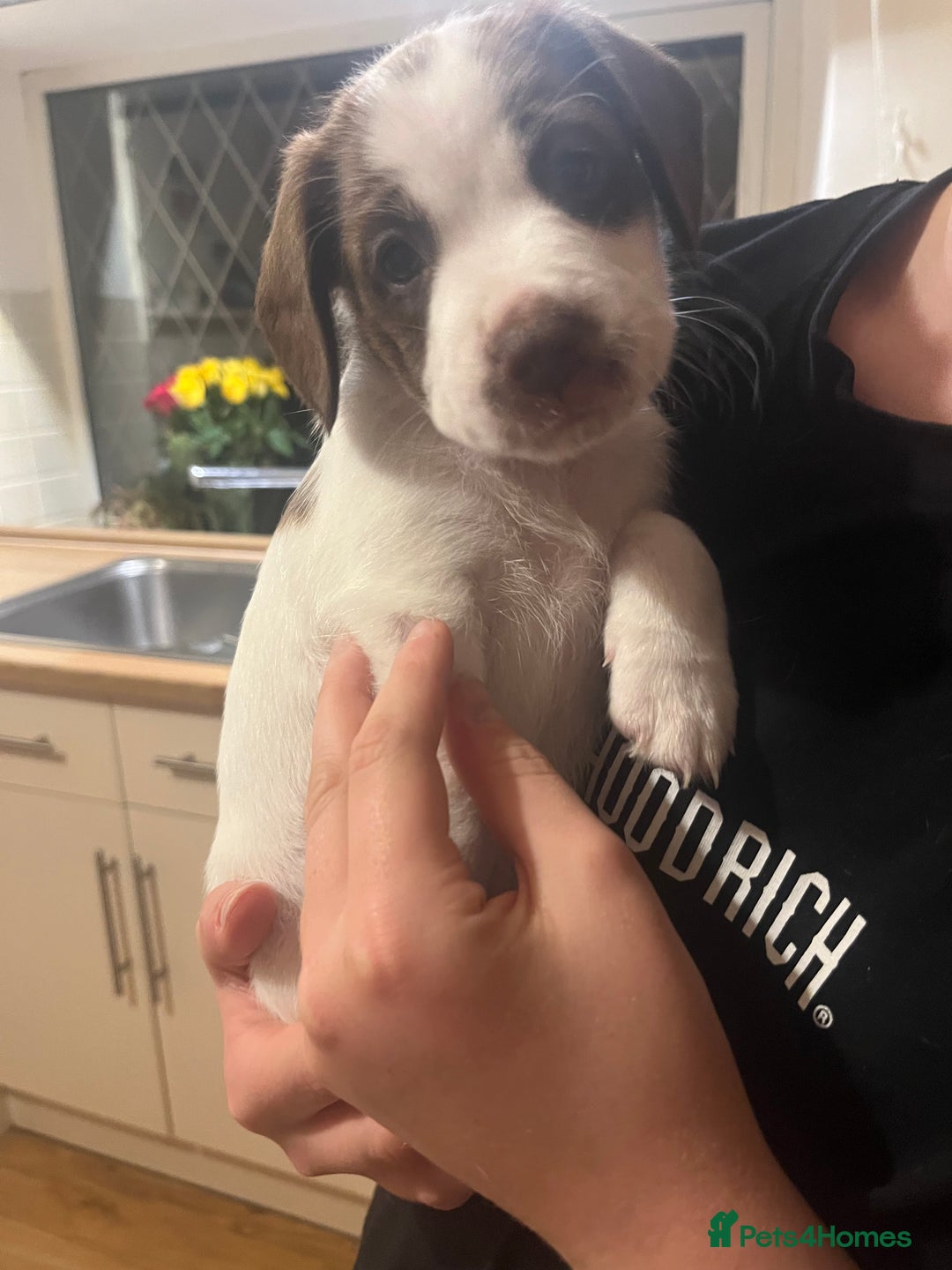 Mixed Breed dogs for sale: Jack x cocker puppies two female available  - Image 1