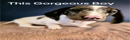 Miniature Dachshund dogs for sale: 1 year old KC brindle miniature dachshund  - Advert 3