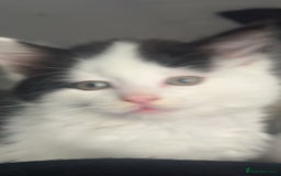 Mixed Breed cats for sale: For sale 3 female kittens and 1 older male kitten - Image 13
