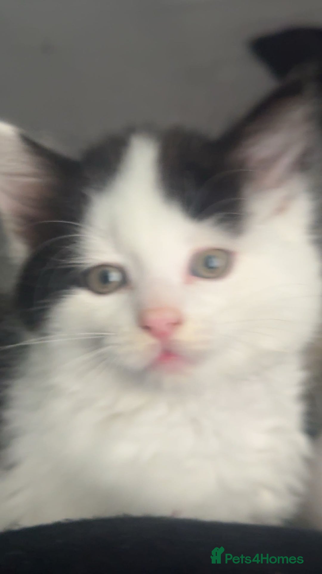 Mixed Breed cats for sale: For sale 3 female kittens and 1 older male kitten - Image 13