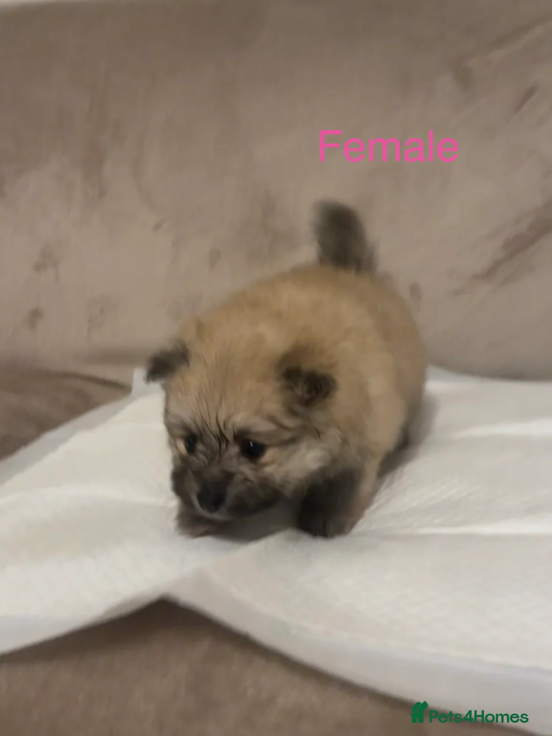Pomeranian dogs for sale: 🐾Fluffy Little Pomeranians for sale🐾 - Advert 15