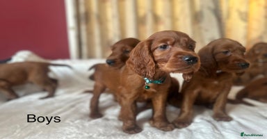 Irish Setter dogs - Advert 13