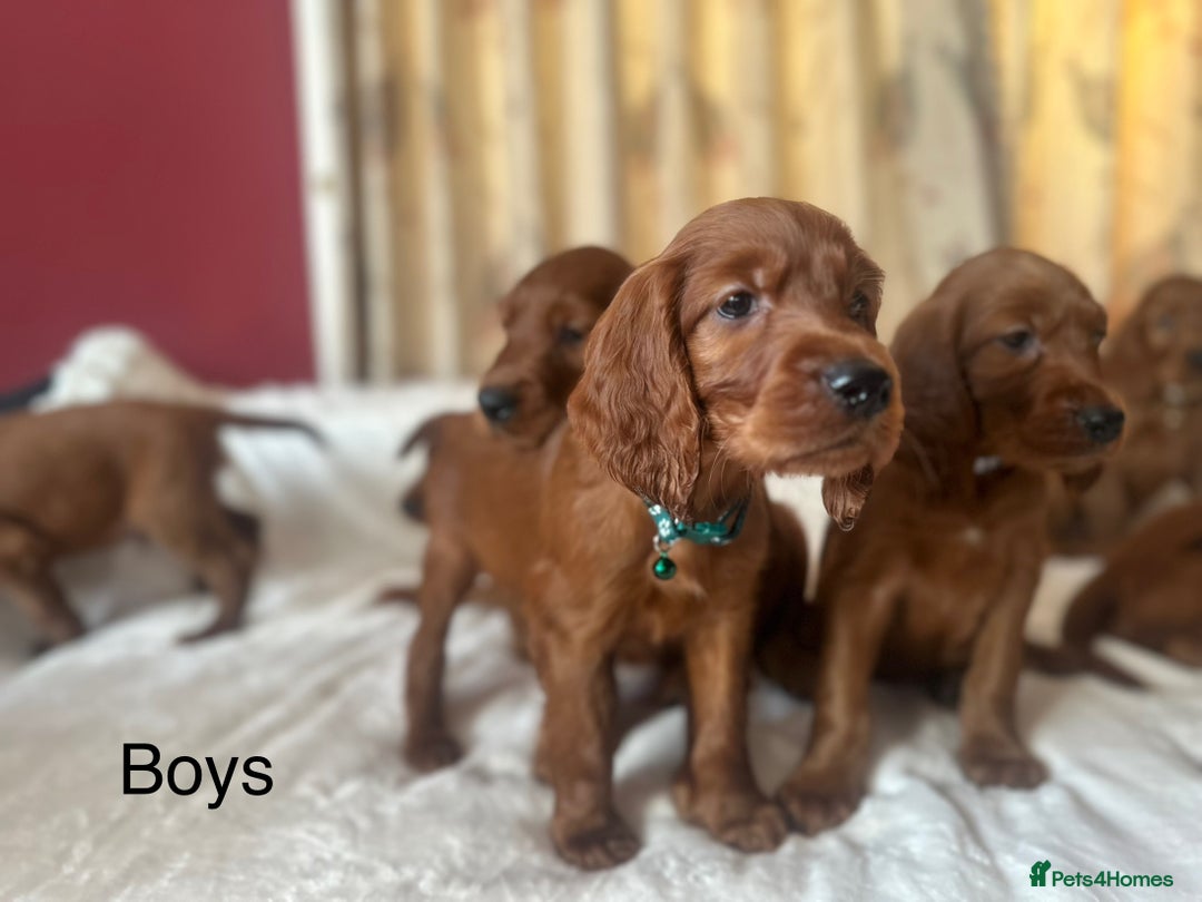Irish Setter dogs for sale: Irish Setter Puppies 💜 - Image 7