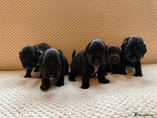 Cocker Spaniel dogs Show type cocker spaniels puppies - Advert 8