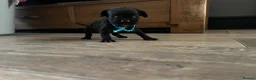 Mixed Breed dogs for sale: French bulldog x springer in Maesteg - Advert 16