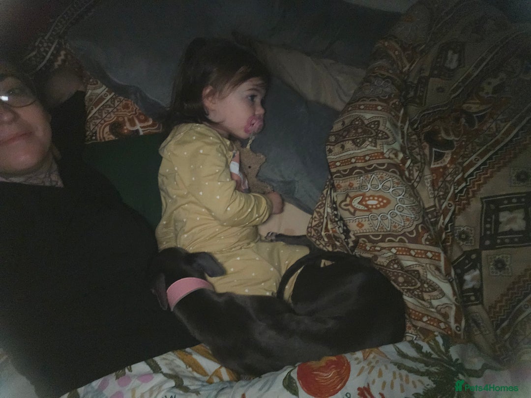 Whippet dogs for sale: Miss lady  - Advert 9