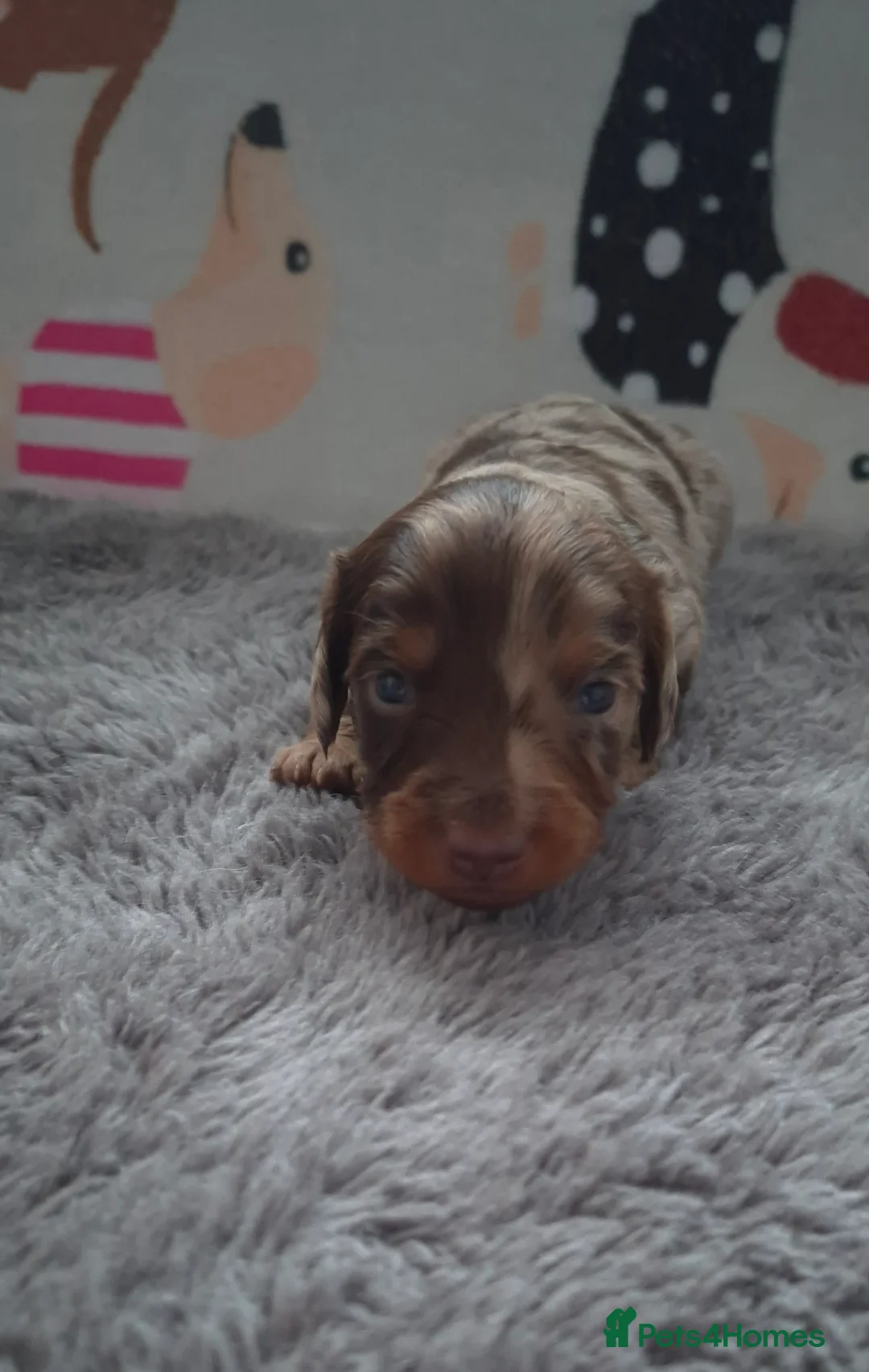 Dachshund dogs for sale: Miniature dachshunds long hair boys puppies - Advert 17