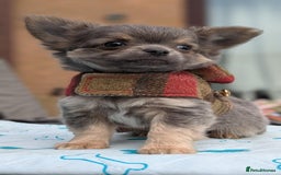 Chihuahua dogs for sale: KC Chihuahua Puppies - Image 1
