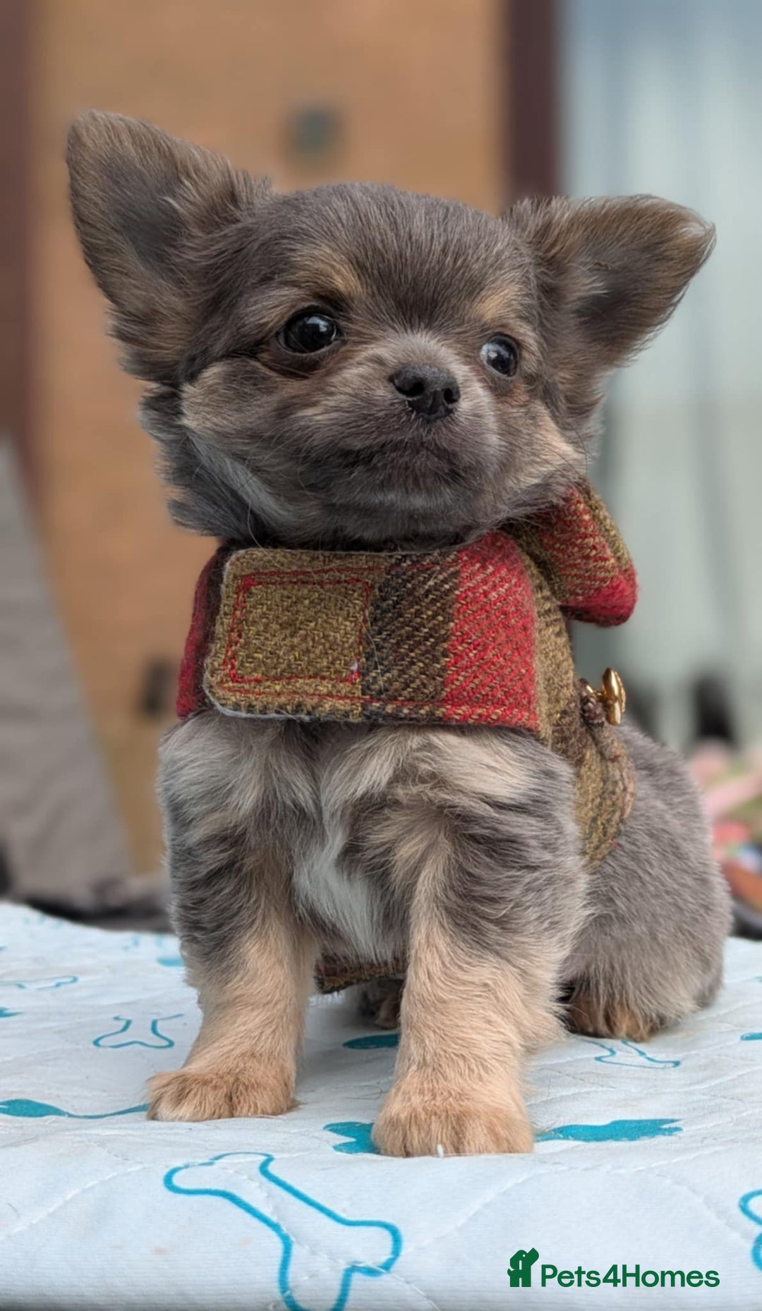 Chihuahua dogs for sale: KC Chihuahua Puppies - Image 1