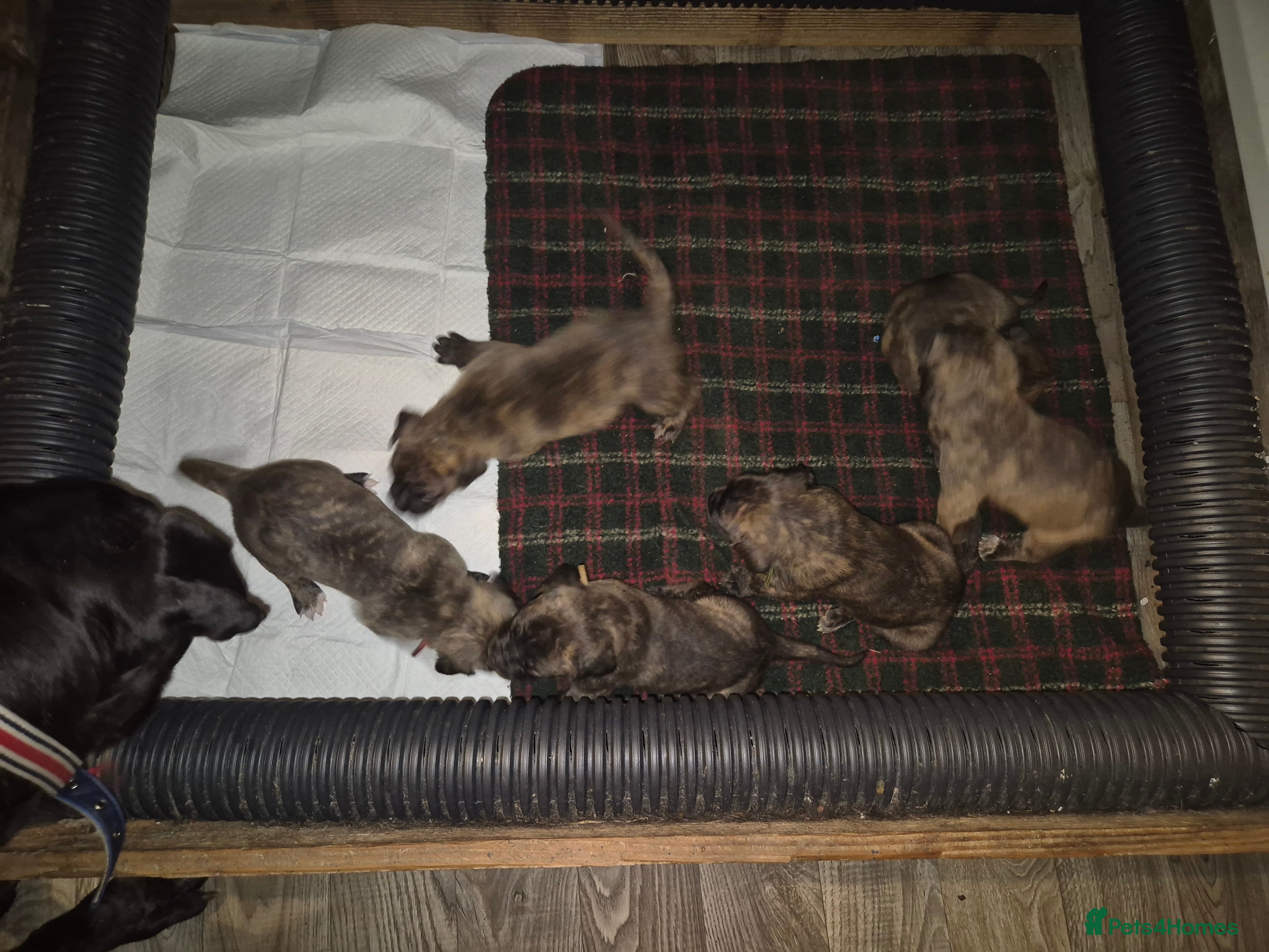 Mixed Breed dogs Beautiful Brindle Cane Corso/ Mastiff pups - Advert 2