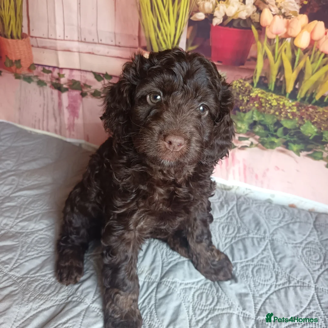 Australian Labradoodle dogs for sale: FULLY HEALTH TESTED CHOCOLATE BOX  **  BABIES🌈  in Boston - Advert 5