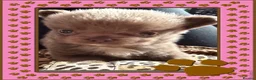 Chihuahua dogs for sale: Tiny stunning Russian Chihuahua’s   - Advert 35